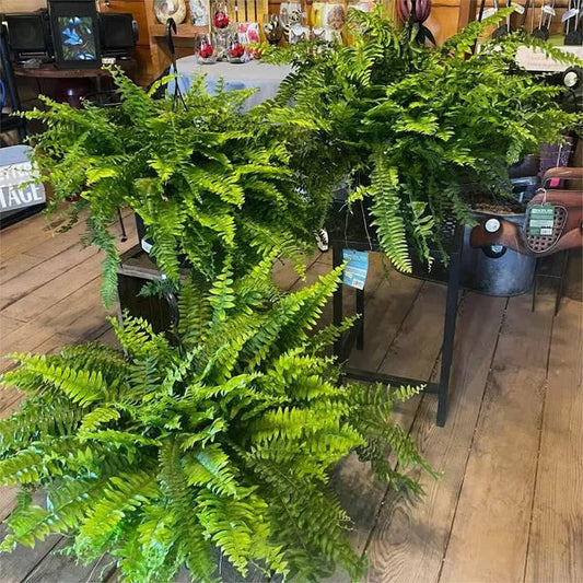 UV Resistant Lifelike Artificial Boston Fern - Lush Greenery for Home and Garden Decor