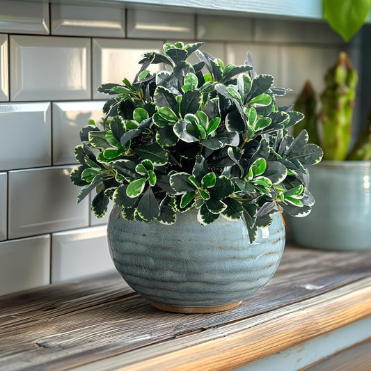 Festive Artificial Ficus Shrubs Greenery Home Decor Set