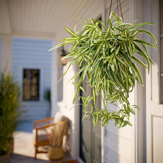 Lifelike Artificial Spider Hanging Chlorophytum Home Decor Bundle