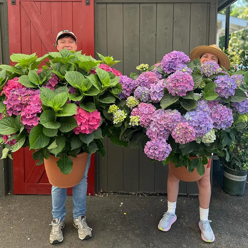 Refined Blooms Hydrangea Bundle UV Outdoor Decor Assortment