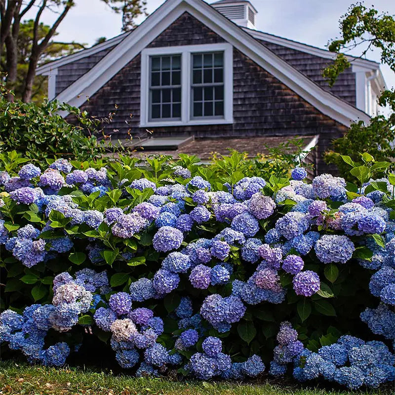 Refined Blooms Hydrangea Bundle UV Outdoor Decor Assortment